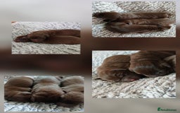 Labrador Retriever dogs for sale: Champain/chocolate puppys - Image 5