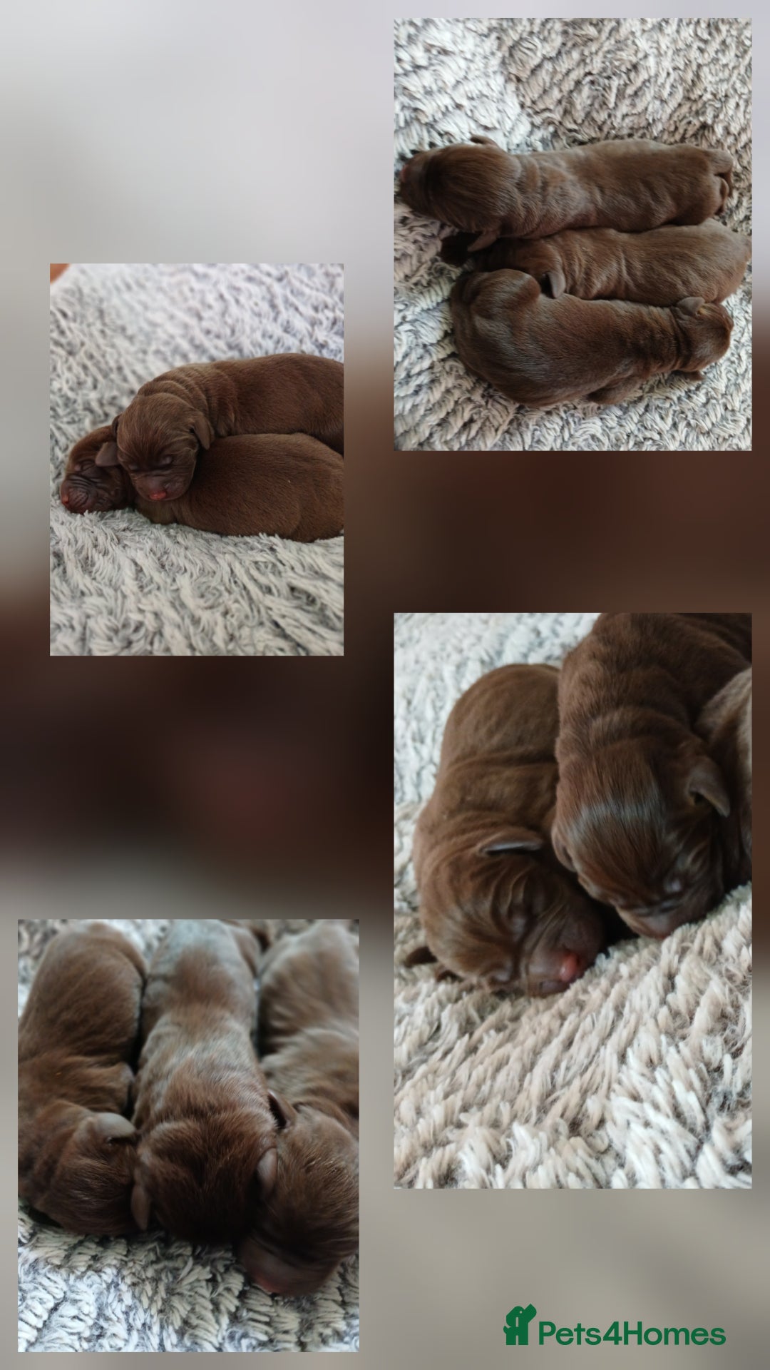 Labrador Retriever dogs for sale: Champain/chocolate puppys - Image 5