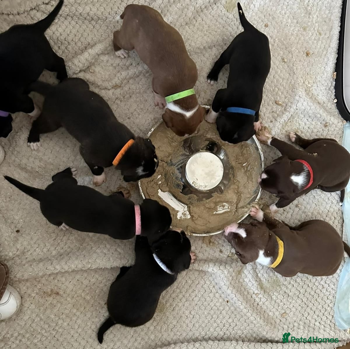 Mixed Breed dogs Fluffy Puppies for sale - Advert 8