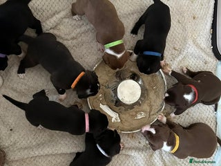 Mixed Breed dogs Fluffy Puppies for sale - Advert 3