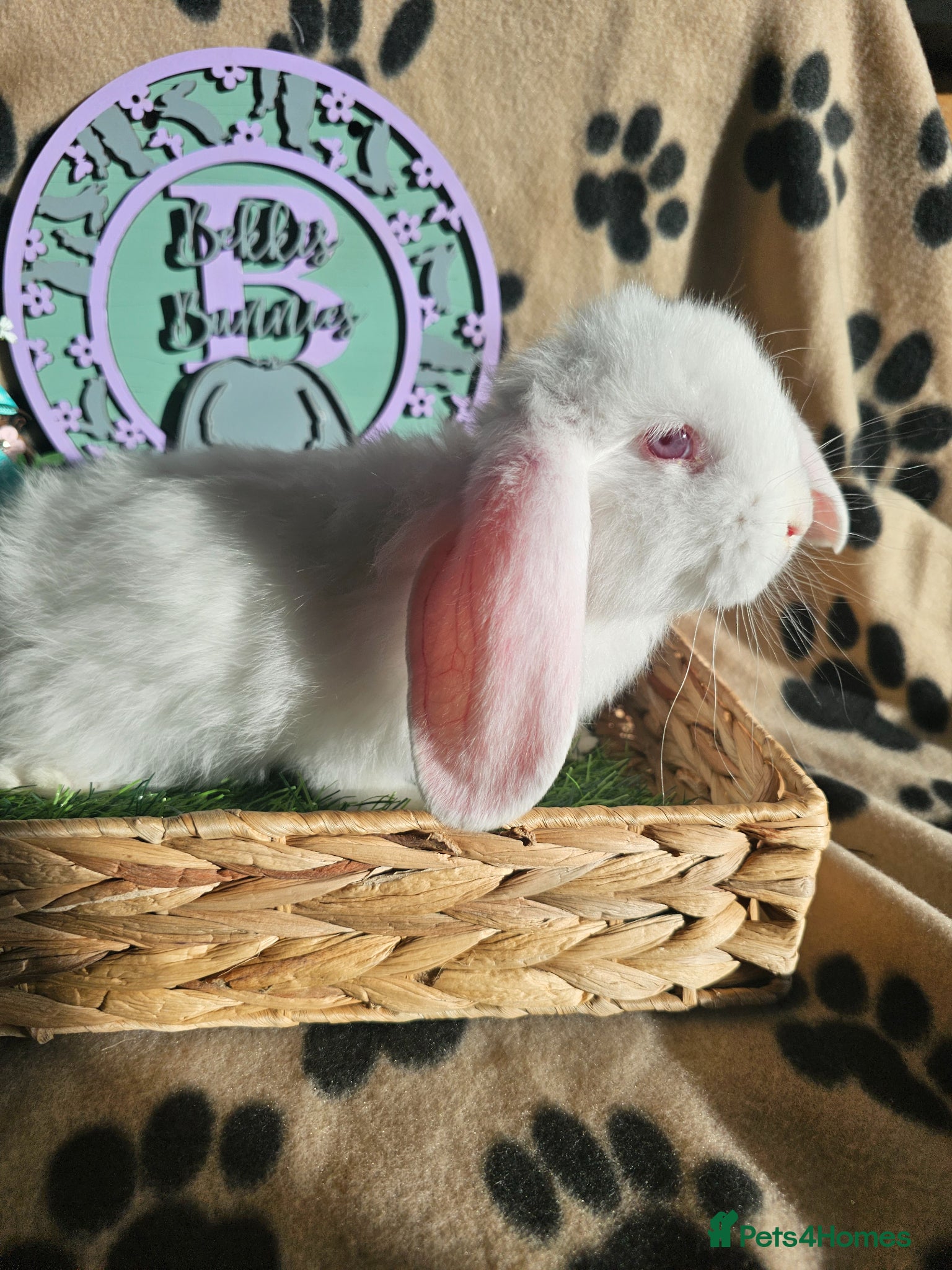 French Lop rabbits Vaccinated Giant French Lops - Advert 1