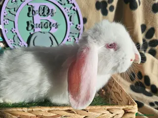French Lop rabbits for sale: Vaccinated Giant French Lops - Advert 1