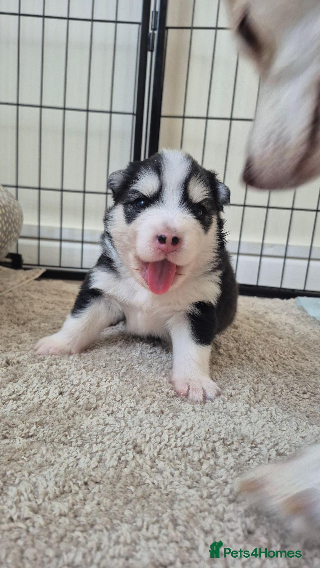 Pomsky dogs for sale: 🐾 New Year Pomsky Puppies – Mini Husky 🐾 - Advert 18