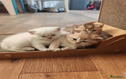 British Shorthair cats for sale: Adorable gorgeous pure British Shorthair Kittens  - Image 1