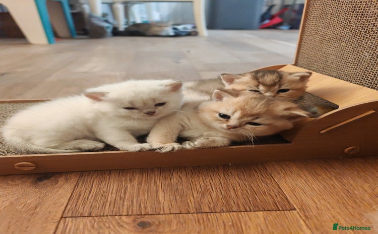 British Shorthair cats - Advert 11