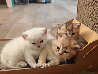 British Shorthair cats - Advert 11