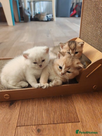 British Shorthair cats - Advert 11