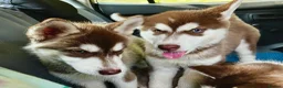 Siberian Husky dogs for sale: Beautiful Purebred Red Siberian Husky Girls - Advert 25