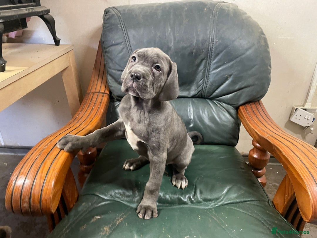 Cane Corso dogs for sale: Beatiful Cane Corse Blue Girl Available - Advert 1