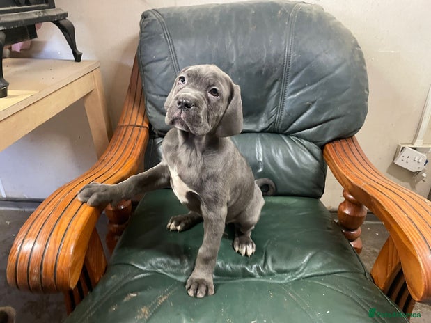 Cane Corso dogs Beatiful Cane Corse Blue Girl Available - Advert 1