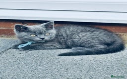 British Shorthair cats for sale: British shorthair  - Image 1