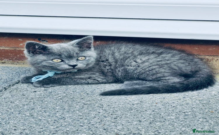 British Shorthair cats - Advert 8