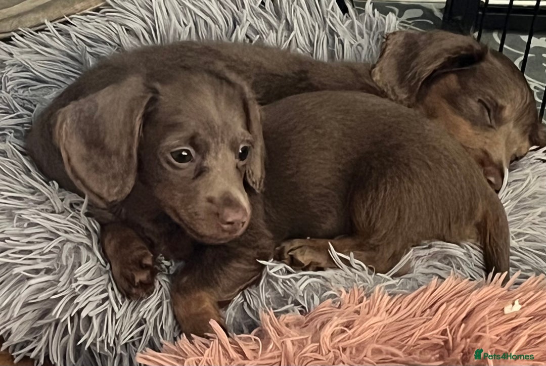 Miniature Dachshund dogs for sale: Mini longhaired Isabella/tan Dachshunds VACCINATED - Image 5