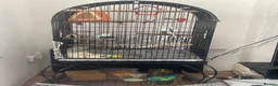 Lovebirds birds for sale: Male and female love birds + cage in Tipton - Advert 6