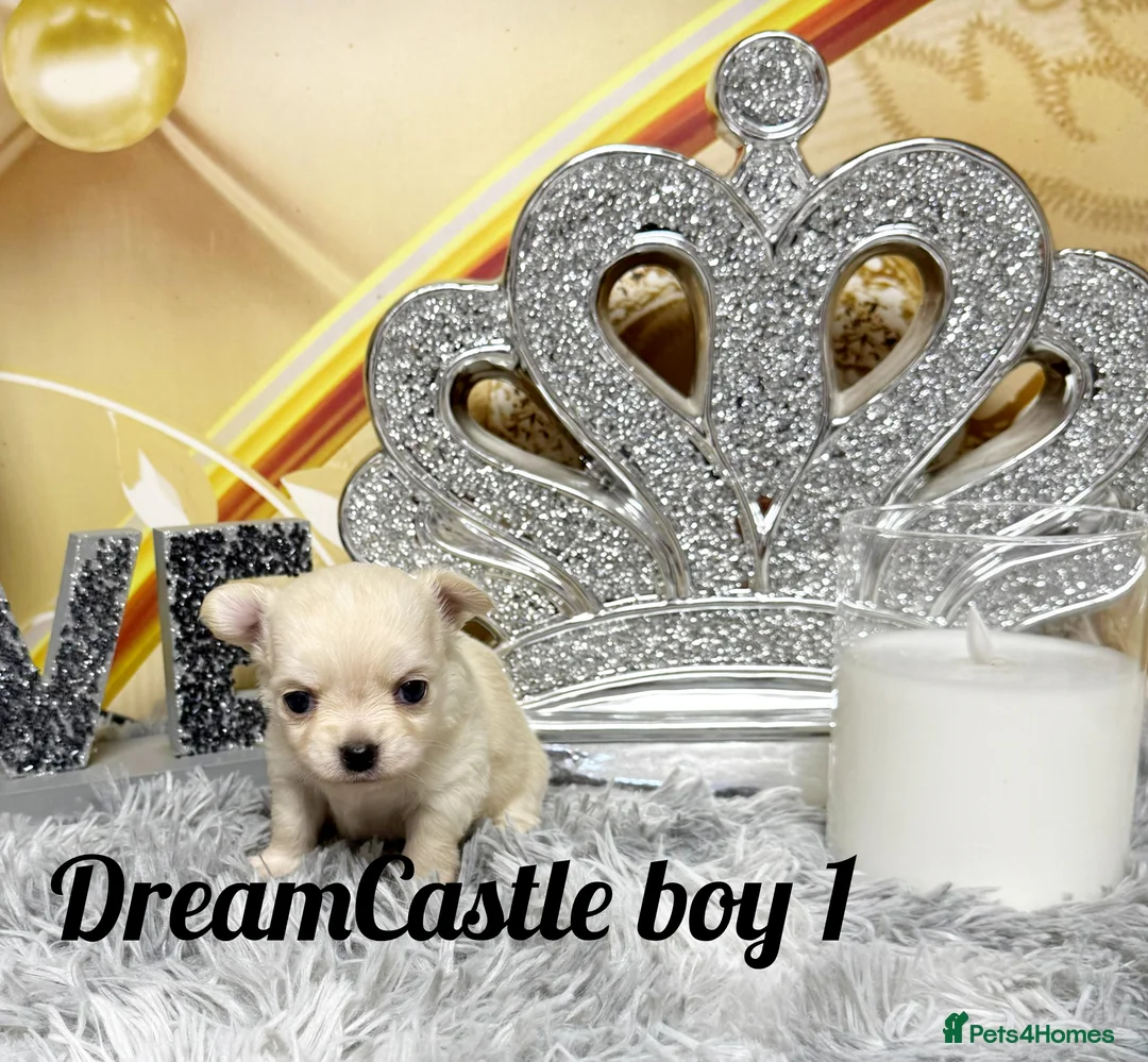 Chihuahua dogs for sale: KC reg Long coat boys available  - Advert 5