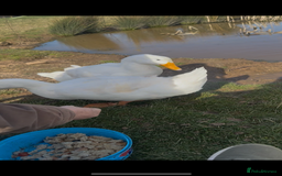 Ducks poultry for sale: 10 young female all American whites  - Image 4