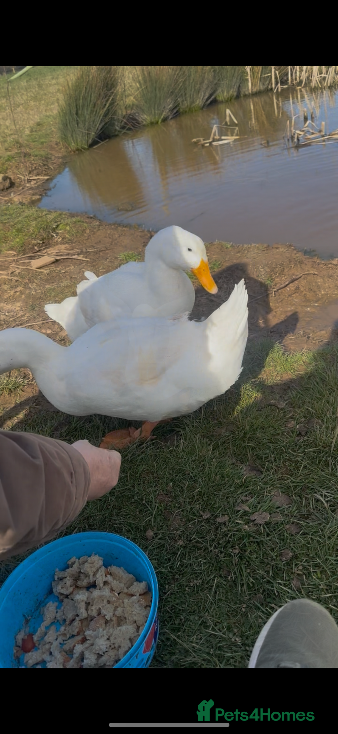 Ducks poultry for sale: 10 young female all American whites  - Image 4