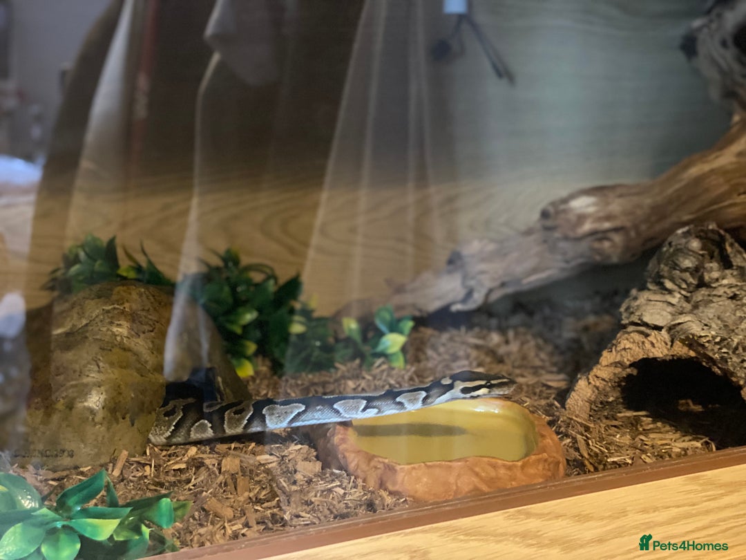 Python Snake reptiles for sale: Ball Python & Vivarium - Advert 2