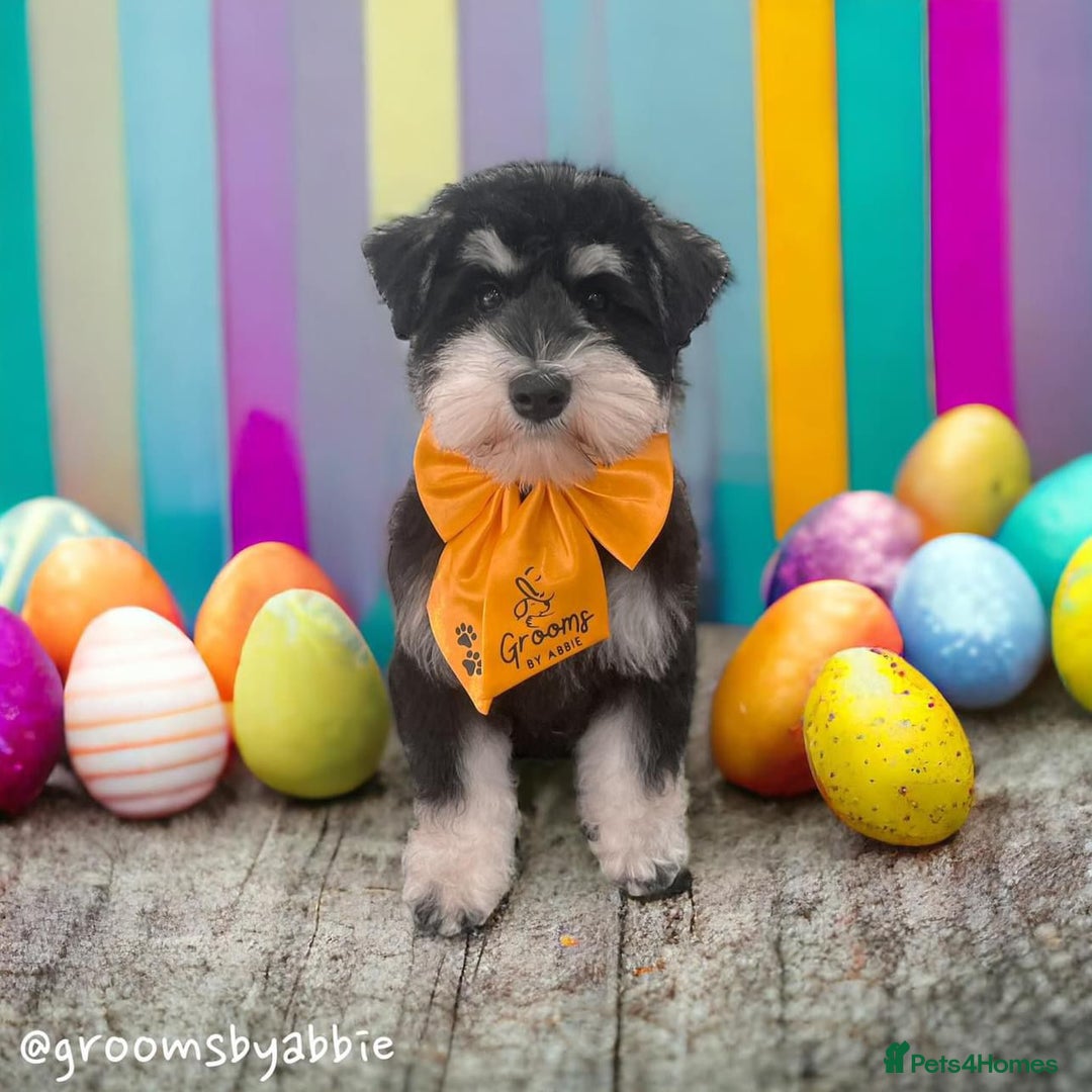 Miniature Schnauzer dogs for stud: Rockybobs Miniature Schnauzer: Fully health tested in Manchester - Advert 6