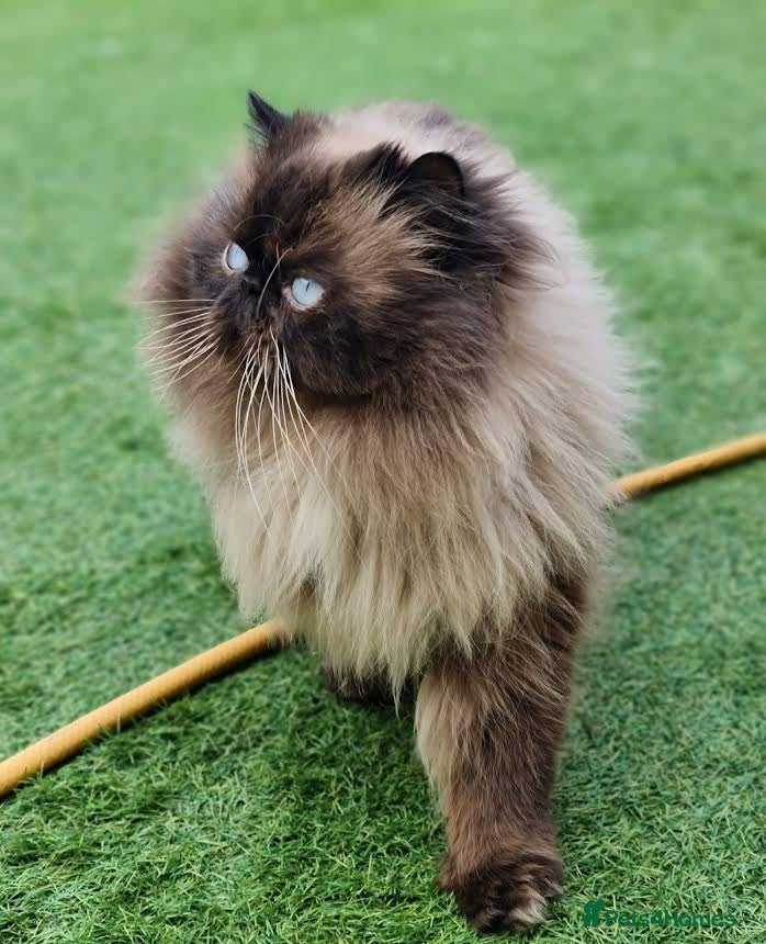 Persian cats Persian Boy for Stud - Advert 3