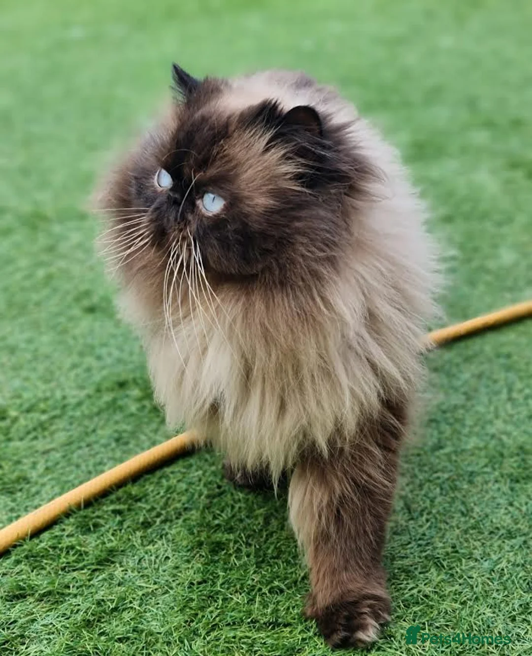 Persian cats for stud: Persian Boy for Stud - Advert 1