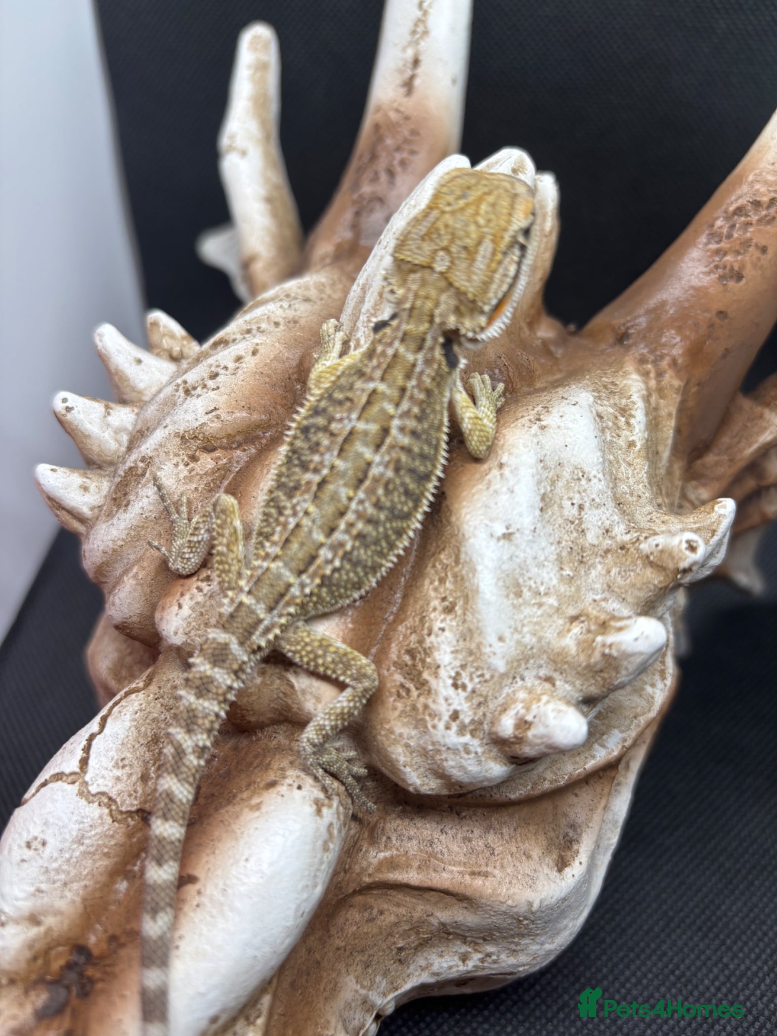 Bearded Dragon reptiles Spectacular baby dragons ready now  - Advert 2