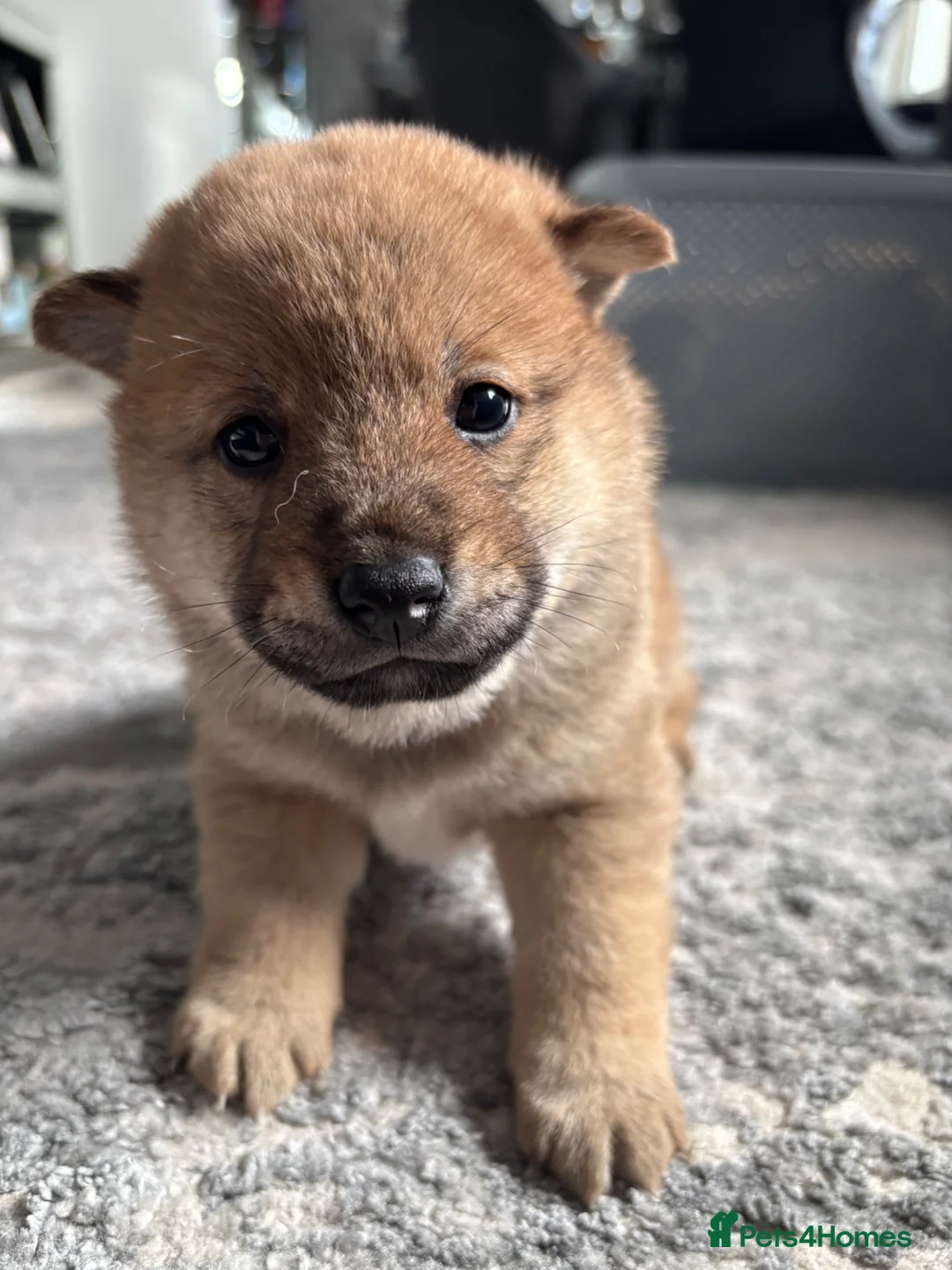 Japanese Shiba Inu dogs for sale: Japanese Shiba Inu  - Advert 1