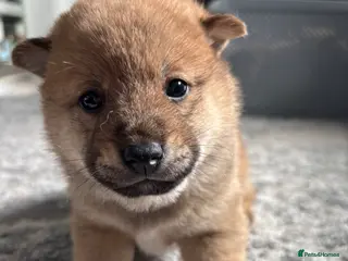 Japanese Shiba Inu dogs Japanese Shiba Inu - Advert 8