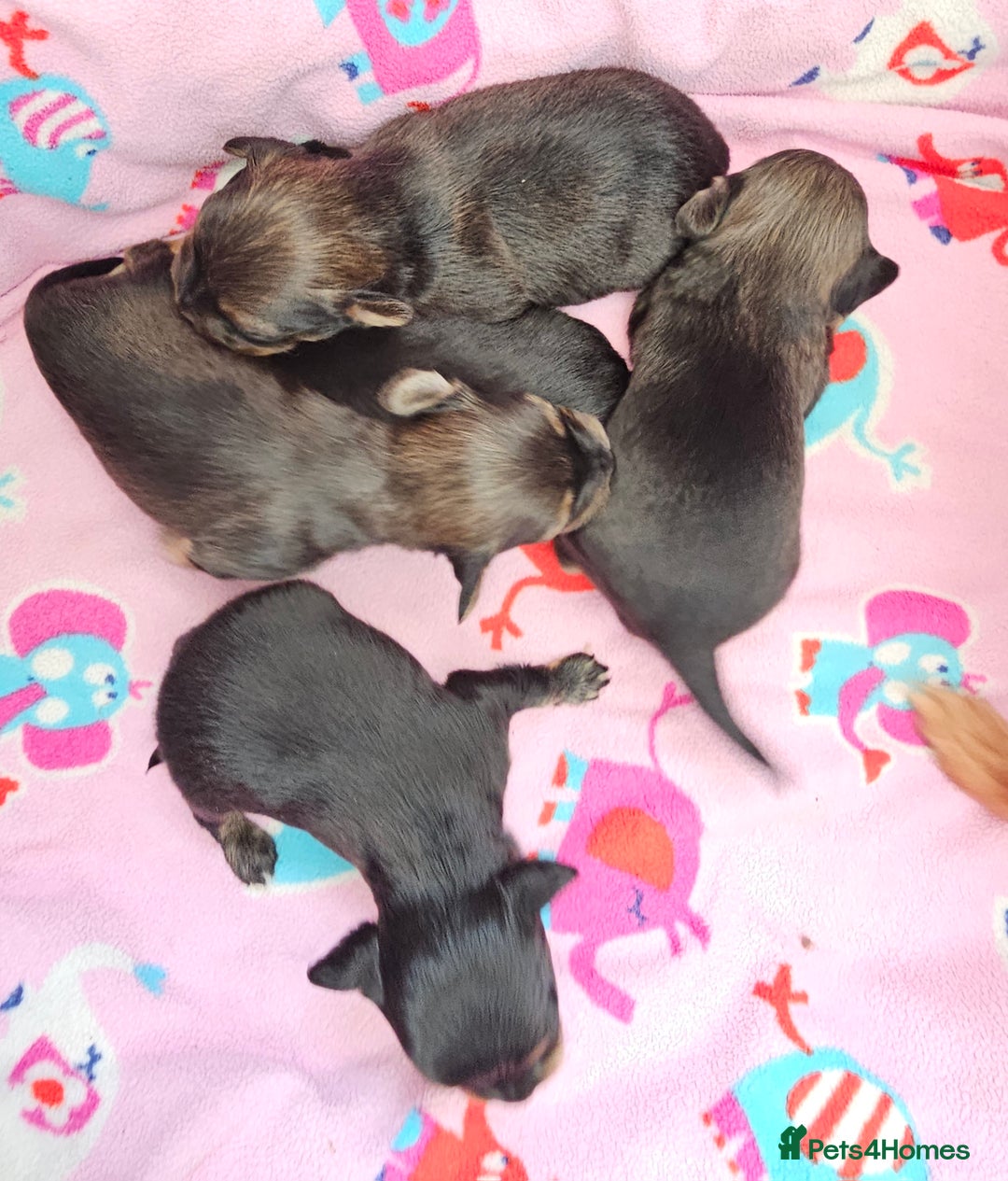 Russian Toy Terrier dogs for sale: Russian toy puppies  - Advert 6