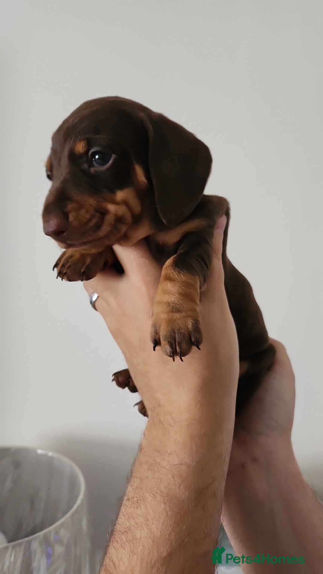 Miniature Dachshund dogs for sale: Mini choc and tan dachshund puppies in Congleton - Image 16