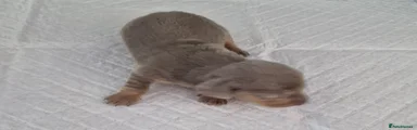 Dachshund 5