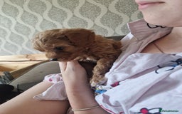 Cavapoochon dogs for sale: Cavapoochon puppies available  - Image 20