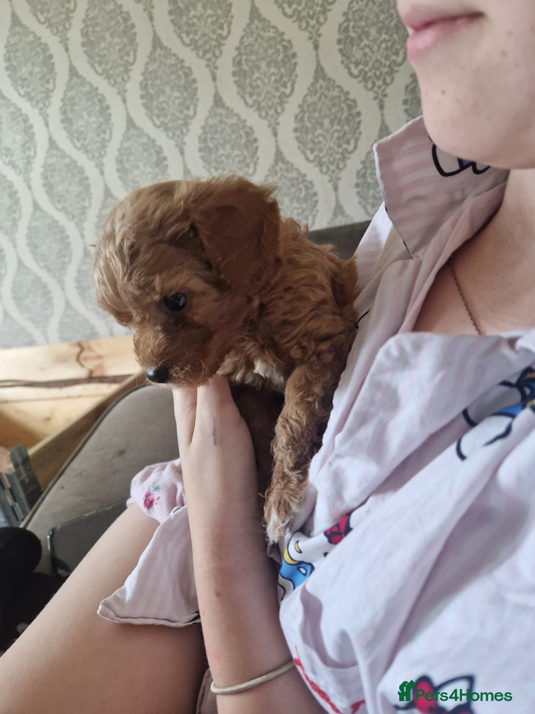 Cavapoochon dogs for sale: Cavapoochon puppies available  - Image 20