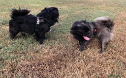 Pug dogs for sale: KC registered long haired blue pugs - Image 1