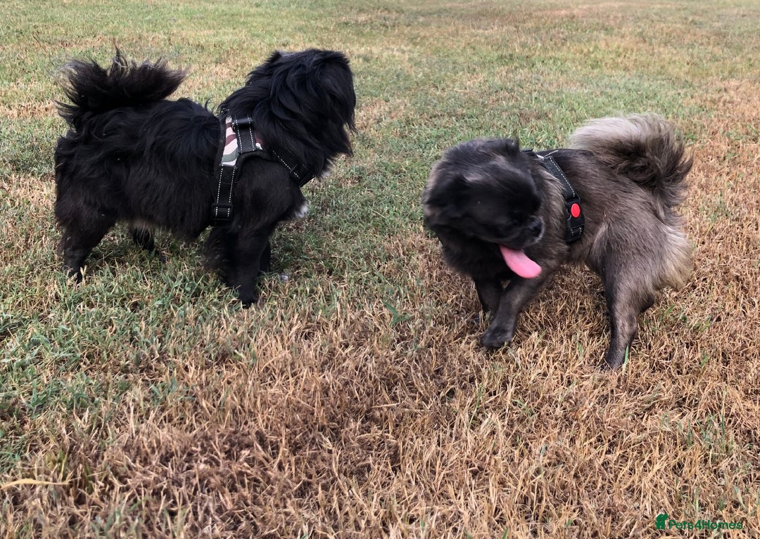 Pug dogs for sale: KC registered long haired blue pugs - Image 1