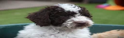 Cockapoo dogs for sale: F1b (Extra Curly) Cockapoos ✨ in Eastleigh - Advert 7