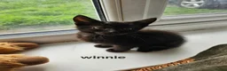 Mixed Breed cats for sale: Beautiful kittens looking for there forever homes - Advert 6