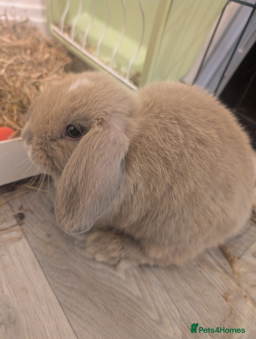 Mini Lop rabbits for sale: Mini loop  - Image 10