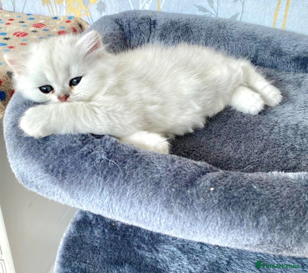 British Longhair cats SILVER TIPPED CHINCHILLA -HEALTH TESTED PARENTS - Advert 2