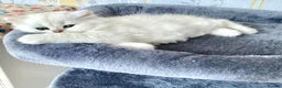 British Longhair cats for sale: ⭐️ BEAUTIFUL BLH & BSH FEMALE KITTENS   ⭐️ - Advert 16