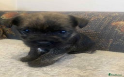 Mixed Breed dogs for sale: Border x Cairn Terrier puppies - Image 8