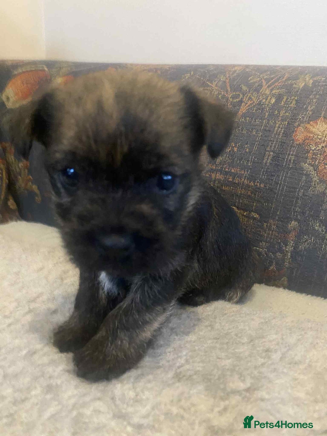 Mixed Breed dogs for sale: Border x Cairn Terrier puppies - Image 8