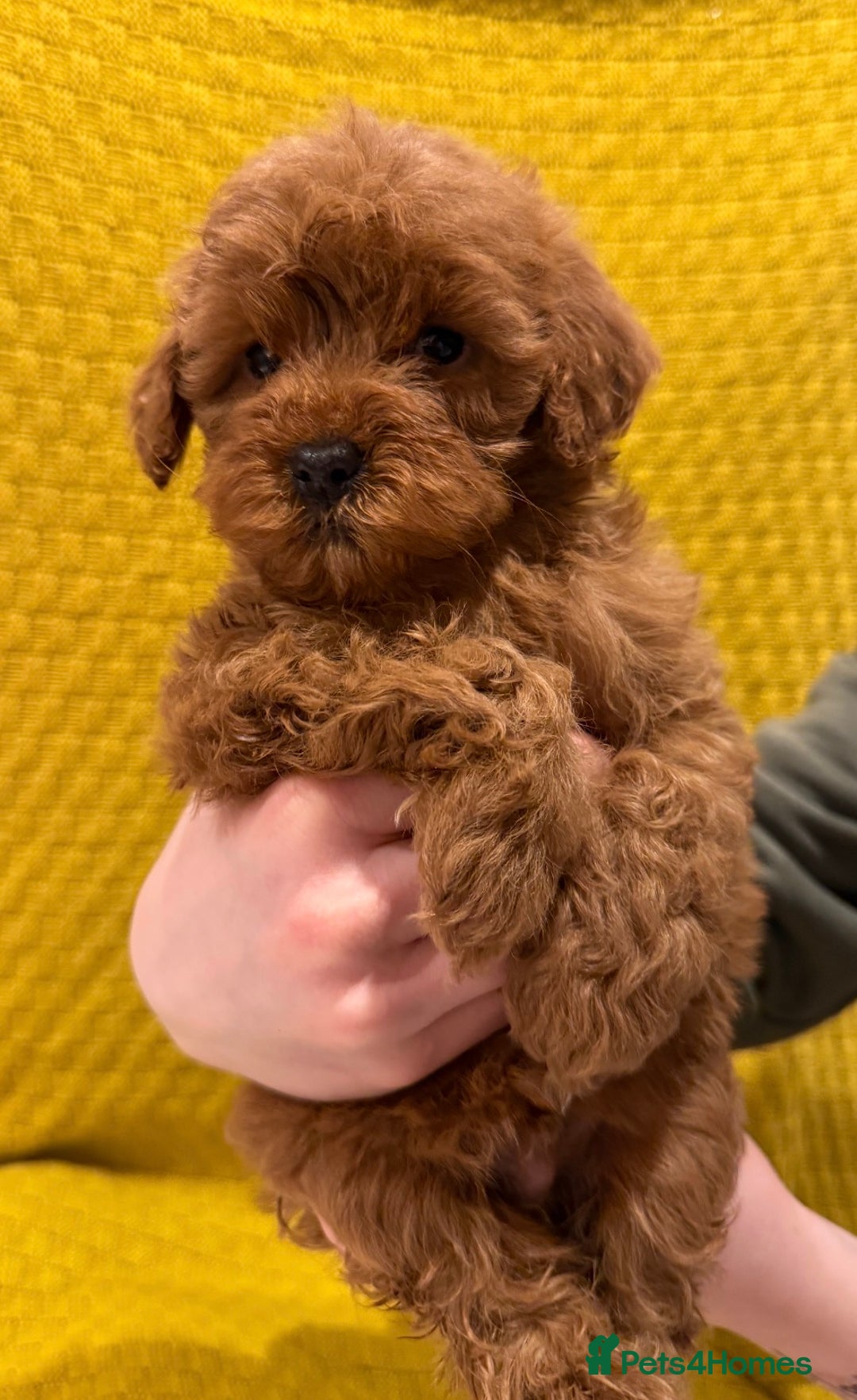 Cockapoo dogs for sale: 4 beautiful cockapoo puppies available  - Advert 2