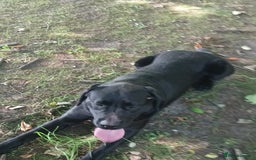 Labrador Retriever dogs for stud: Labrador Retriever available for stud - Image 4