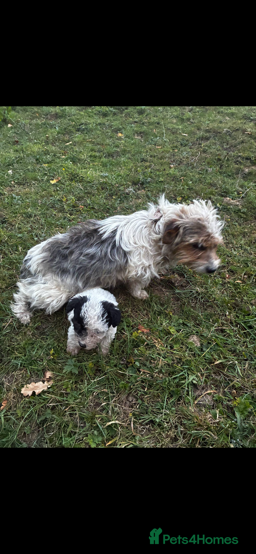 Jack Russell dogs for sale: Jack russel - Image 8