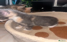 British Shorthair cats for sale: Kittens For Sale - Image 10