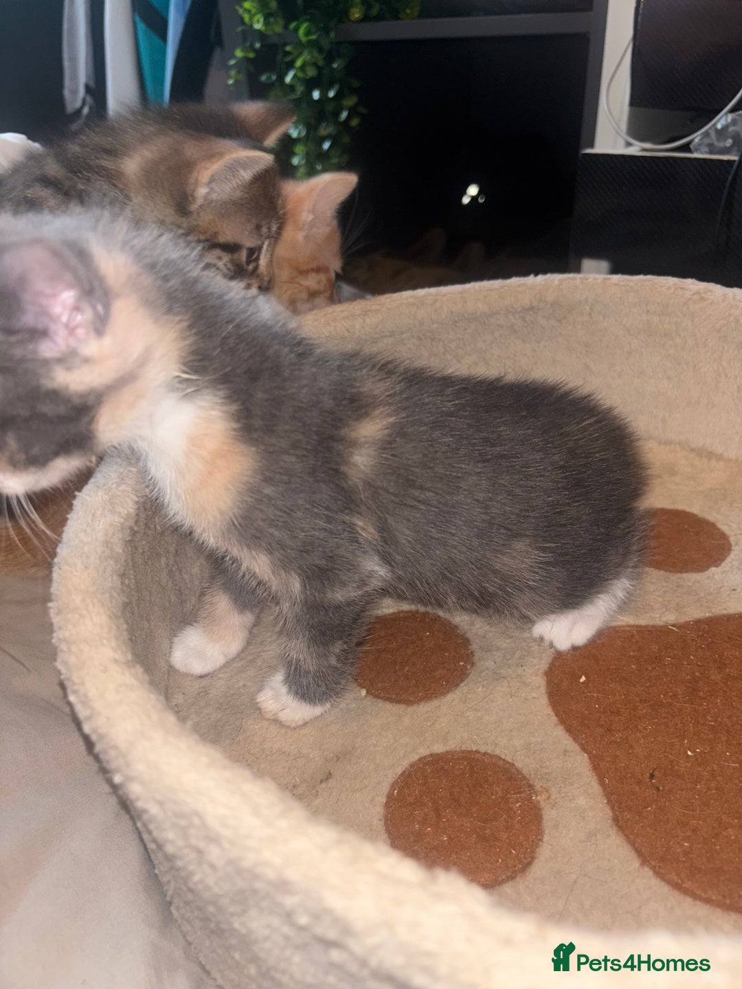 British Shorthair cats for sale: Kittens For Sale - Image 10