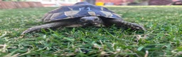 Hermann Tortoise reptiles for sale: Various Ages of Hermann Tortoises in Bridgwater - Advert 1