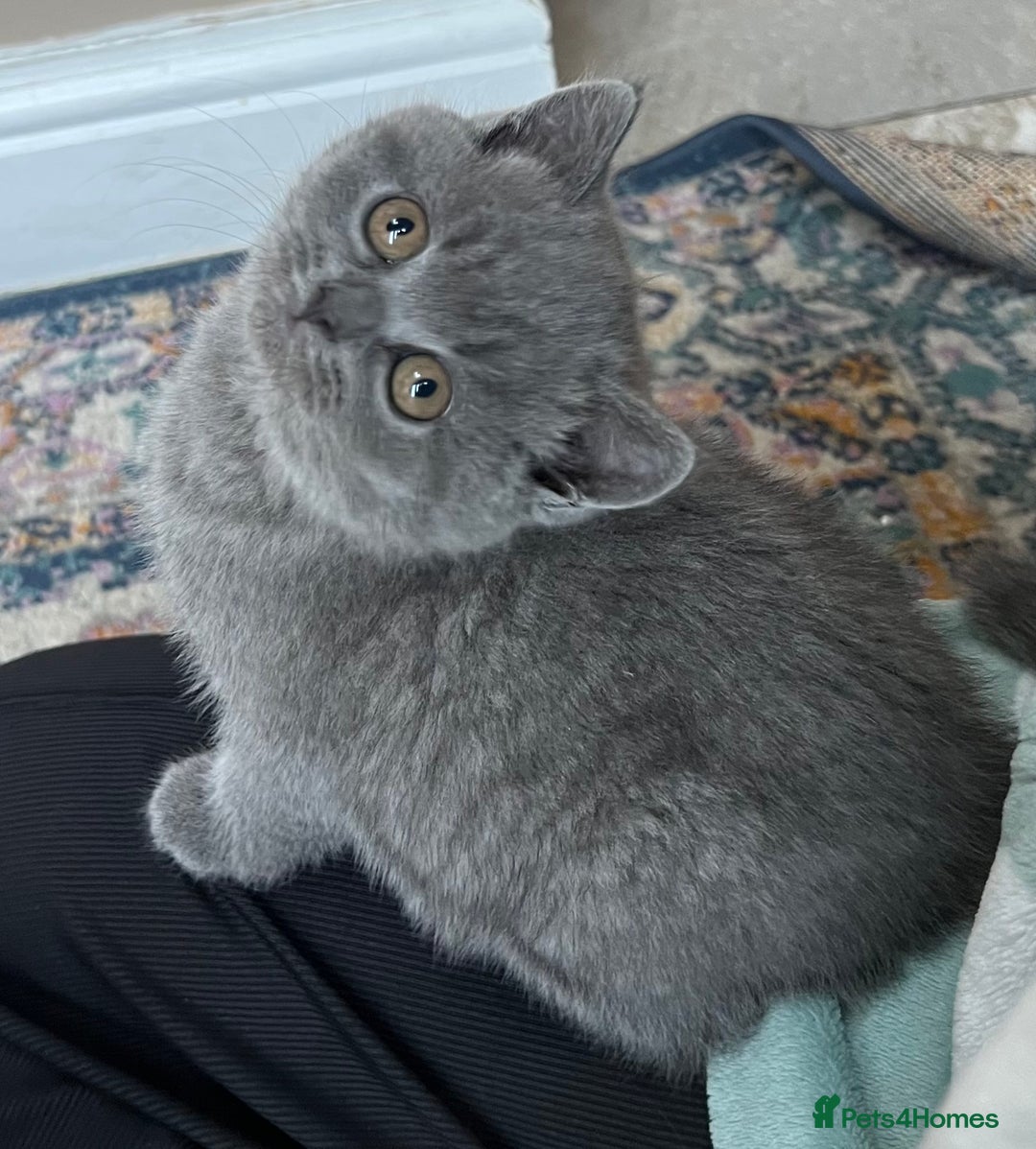 British Shorthair cats for sale: Beautiful British shorthair kittens  - Advert 6