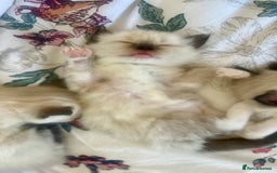 Ragdoll cats for sale: Ragdoll Kittens - Image 4